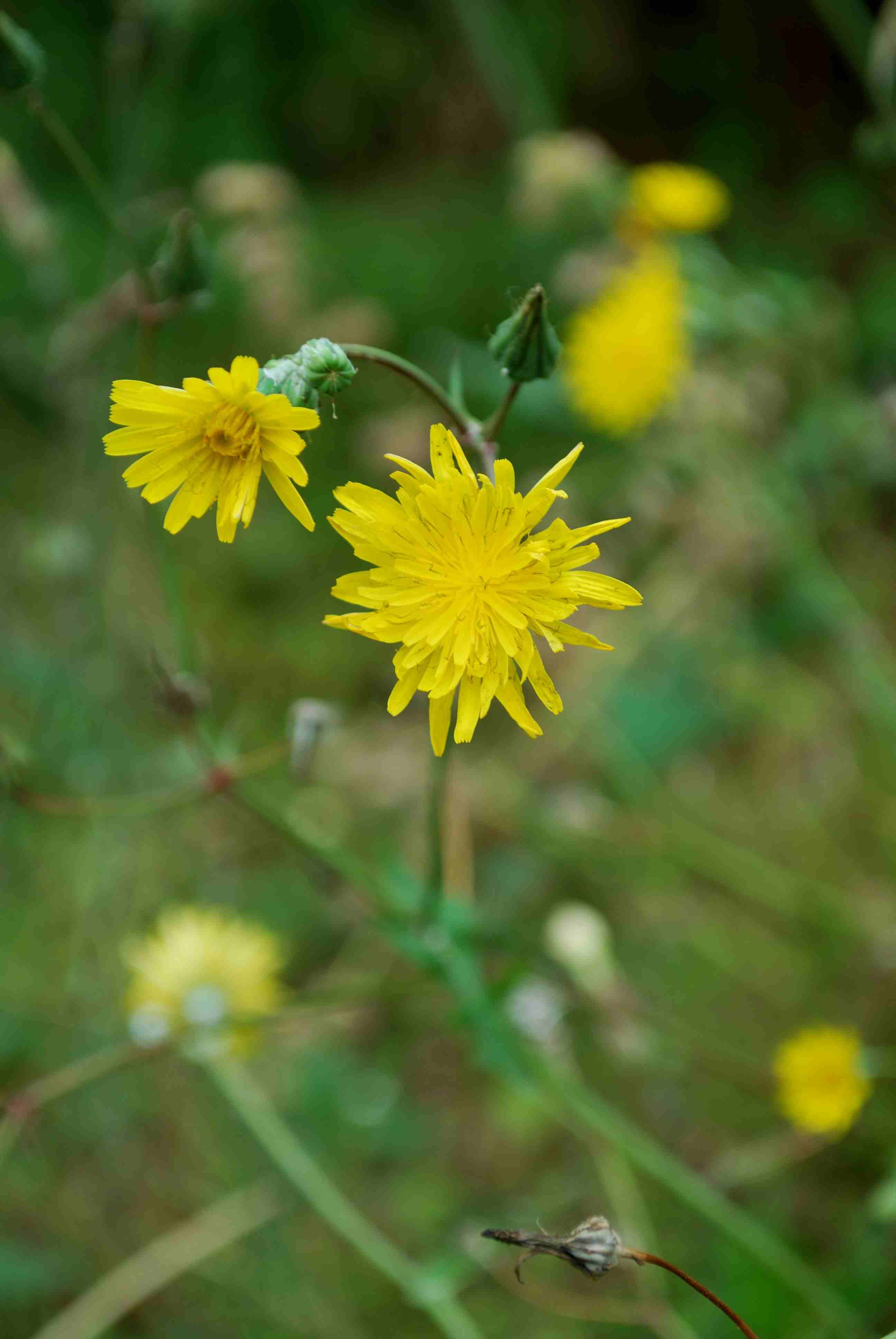 da determinare 2 - Sonchus sp.